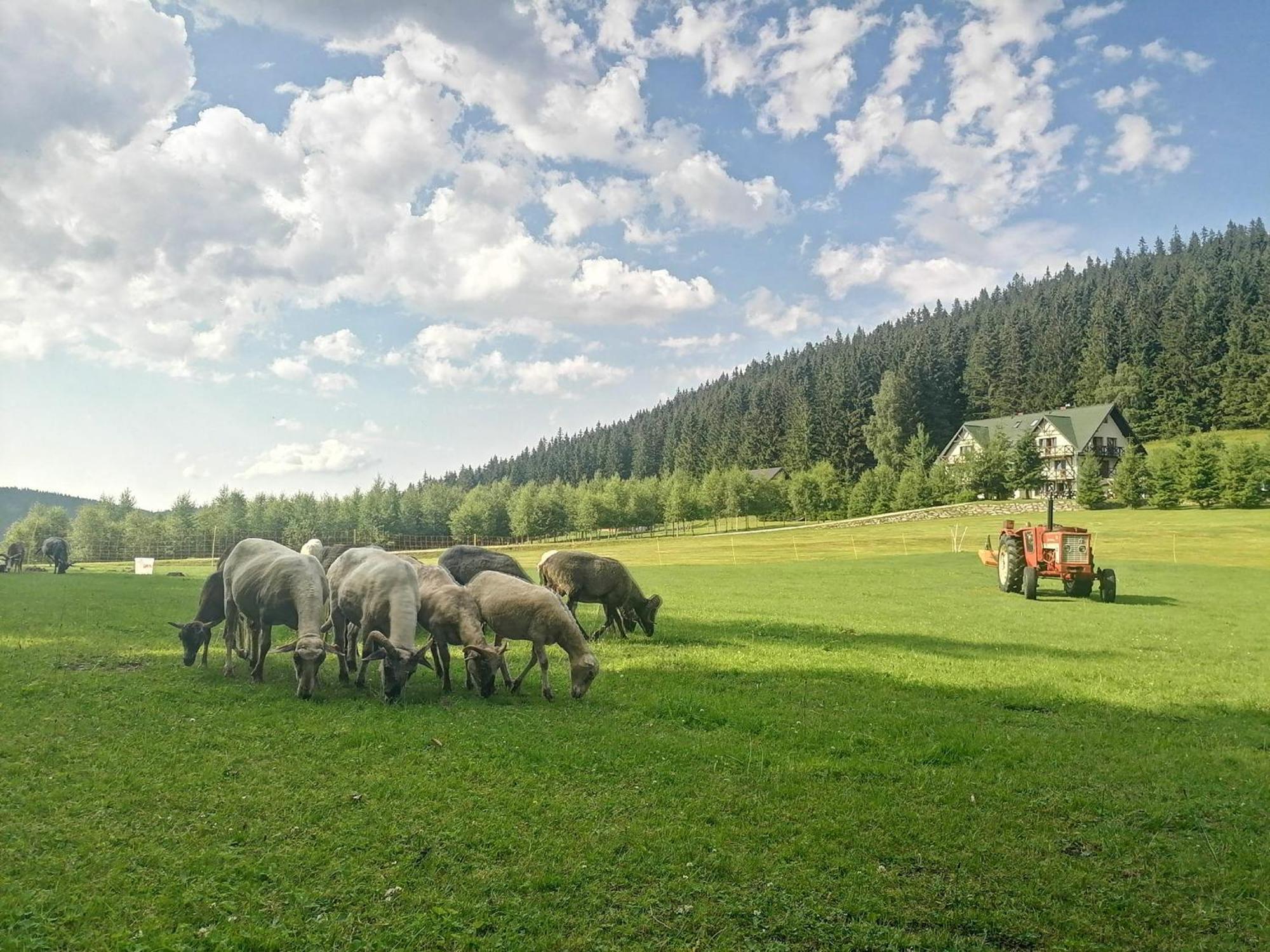 Gosciniec Janowa Gora -